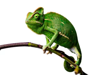 Zelfklevend Fotobehang groene kameleon - Chamaeleo calyptratus © Vera Kuttelvaserova