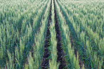 Field of young green wheat harvest