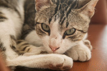 Fototapeta premium street cat looks at the lens