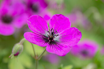 pink flower