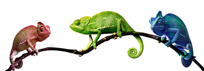 Wandcirkels tuinposter chameleon - in tree cool colors © Vera Kuttelvaserova