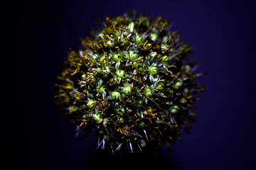 flower with onion seeds, contrast photo
