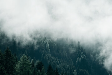 Fog in the pine forest in  morning, Dark tone image. Foggy mountain landscape with fir forest, Austria