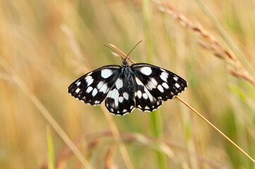 Melanargy galatea butterfly spread its wings  in the early morning in a forest glade