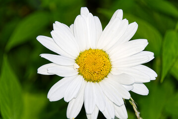Obraz premium Close up of chamomile flower on blured green background.