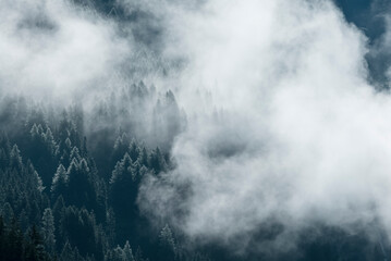 Fog in the pine forest in  morning, Dark tone image. Foggy mountain landscape with fir forest, Austria