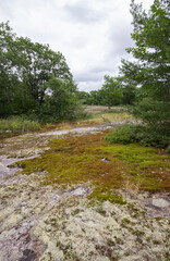 Fototapeta na wymiar Glacial bedrock and flora at Torrance Barrens world heritage nature reserve in Muskoka Ontario