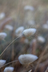 campo de plantas suaves  © Daia