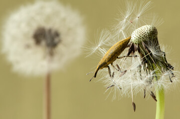 Beetle in the Curculionidae (weevil) family on a dandelion flower