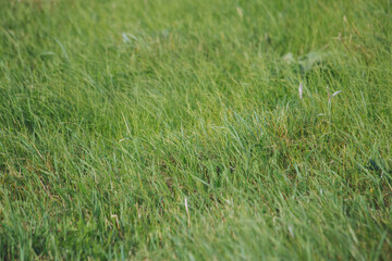 Close-up of a fresh green lawn that is not well maintained Cropped green grass background. Green lawn pattern textured background.