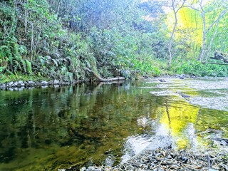 river in the forest