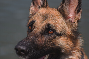 A beautiful thoroughbred dog from Germany. Portrait of a black-and-red German shepherd in close-up. A beautiful dog with a smart and loyal look looks at it's human.