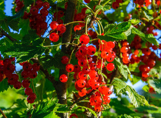 Red juicy ripe bunches of red currants on a bush in the garden.