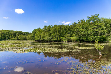Obraz na płótnie Canvas Romantic pond in the Loire Valley Countryside - near Langeais - France