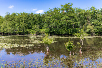 Fototapeta na wymiar Romantic pond in the Loire Valley Countryside - near Langeais - France