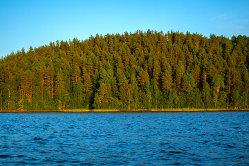 Coniferous forest on the lake shore