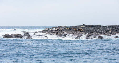 Group of sea lions warming on the rocks in the Pacific Ocean near Tofino, British Columbia