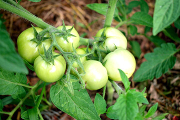 bush with green tomatoes, close-up