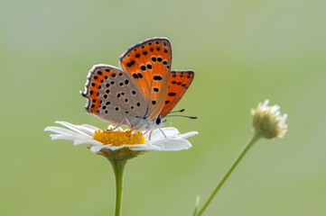 Little butterfly Lycaena thersamon on daisy on a clearing