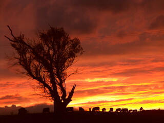 vibrant sunset shilotette