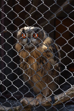 An Owl From The Belgrade Zoo.