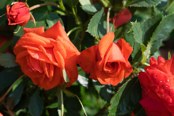 Red garden roses with water drops close up.Selective focus with shallow depth of field
