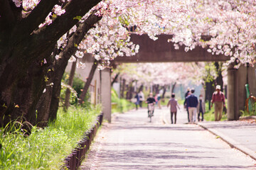 大阪市都島区・春、満開の桜咲く毛馬桜ノ宮公園の風景