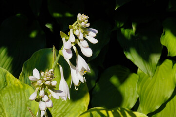 Hosta during flowering, unusual white color of flowers.