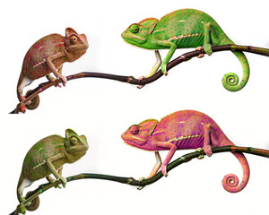 chameleon - Chamaeleo calyptratus on a branch