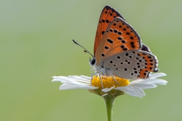 Little butterfly Lycaena thersamon on daisy on a clearing