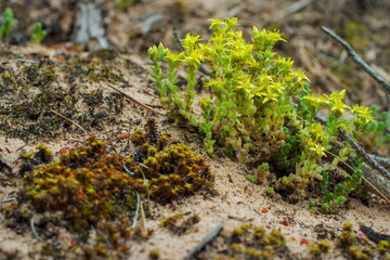 Blooming moss in the forest