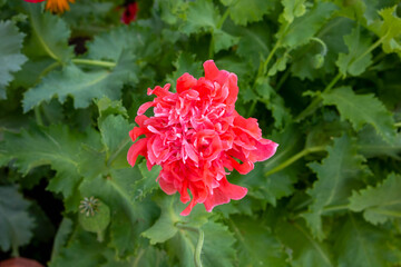 A pink poppy flower blooms in the garden. Peony decorative poppy.Beautiful pink poppy flower