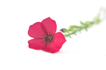Closeup of red flower on white background