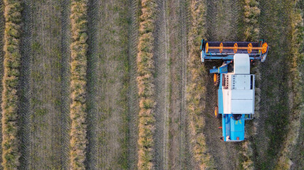 White and blue harvester in top view while harvesting crops at an agricultural field with copy space