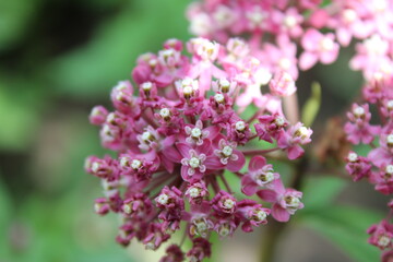 Obraz premium Flower