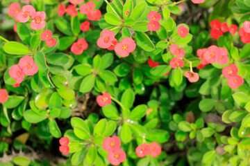 The backdrop of the red Euphorbia milii.