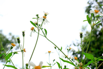 Fototapeta premium Tiny white flowers In green nature Sensitive Focus.