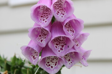 Flower © Photo King PDX