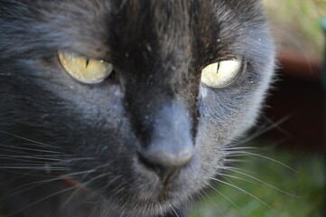 Closeup portrait of a a very serious black cat