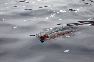 A Chungungo (Marine Otter) in Punta de Choros, Chile