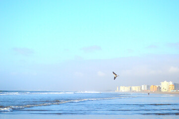 Fototapeta na wymiar seagull flying over the sea in La Serena, Chile