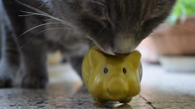 Gatto ft0207_1053 Gato