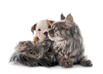 puppy english bulldog and cat