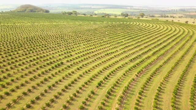 Aerial flying over vast landscape of orange trees at plantation in Brotas, Brazil