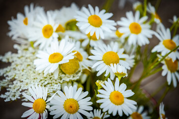 daisies in the garden