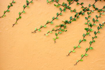 vegetation green leaves type creeper growing on colored wall