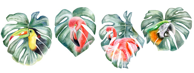 Double exposure of monstera leaves and tropical birds isolated on white background. Toucan, flamingo, parrot, macaw. Set.  Hand painted watercolor illustration. Realistic botanical art. Template - obrazy, fototapety, plakaty