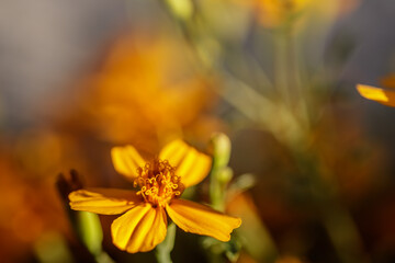 gelbe Blumenstimmung