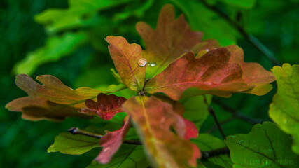 autumn leaves with a dew drop on them