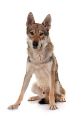  czechoslovakian wolf dog